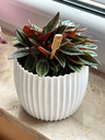 Ver imagem 1 de Vaso para Plantas e para Decoração