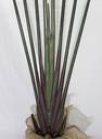 Ver imagem 2 de Planta Bananeira Artificial Grande 1.8m Ravenala Premium