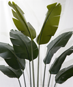 Ver imagem 3 de Planta Bananeira Artificial Grande 1.8m Ravenala Premium