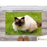 Tapete Capacho Gatos Cat Felino Burmese, O Einstein - 1
