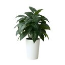 Ver imagem 1 de 1 Planta Artificial Filodendro Premium 55cm Toque Real Verde Permanente para Decoração