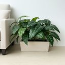 Ver imagem 6 de 1 Planta Artificial Filodendro Premium 55cm Toque Real Verde Permanente para Decoração