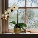 Ver imagem 7 de Orquídea Artificial 3D Toque Real 110cm Branca Luxo Silicone para Decoração Fina