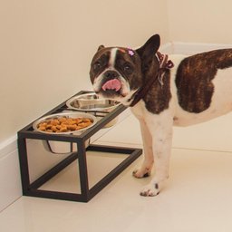 Comedouro e Bebedouro Para Pet Cachorros Cães Gatos Pequeno Porte Elevado 2 Tigelas em Inox - 1