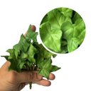 Ver imagem 5 de 15 Mini Buquê de Hera Artificial Realista Verde Premium para Mesa, Vasos e Decoração