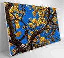 Ver mais imagens de Quadro Ipê Amarelo em Árvore do Cerrado