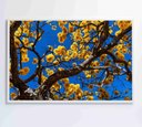 Ver imagem 3 de Quadro Ipê Amarelo em Árvore do Cerrado