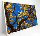 Ver imagem 1 de Quadro Ipê Amarelo em Árvore do Cerrado