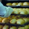 Forno Turbo Elétrico Profissional Padarias Epóxi Para 5 Esteiras 40x60 100 Pães Fte 100 220v - 4