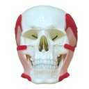 Ver imagem 1 de Crânio Humano Músculos da Mastigação Anatomia