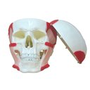 Ver imagem 2 de Crânio Humano Músculos da Mastigação Anatomia