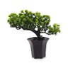 Arranjo Le Bonsai 24cm - 2