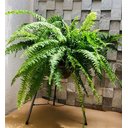 Ver imagem 5 de Suporte Tripé de Ferro P/ Vasos e Plantas 27x60cm Alto