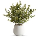 Ver imagem 7 de Kit 4 Buquês de Eucalipto Artificial 40cm com 6 Hastes – Folhagem Verde de Efeito Natural