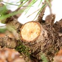 Ver imagem 5 de Pré Bonsai Pinheiro Negro 14 Anos