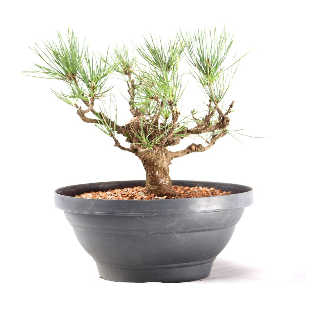 Pré Bonsai Pinheiro Negro 14 Anos