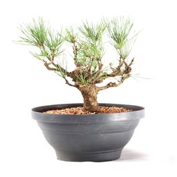 Pré Bonsai Pinheiro Negro 14 Anos - 1