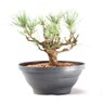 Pré Bonsai Pinheiro Negro 14 Anos - 1