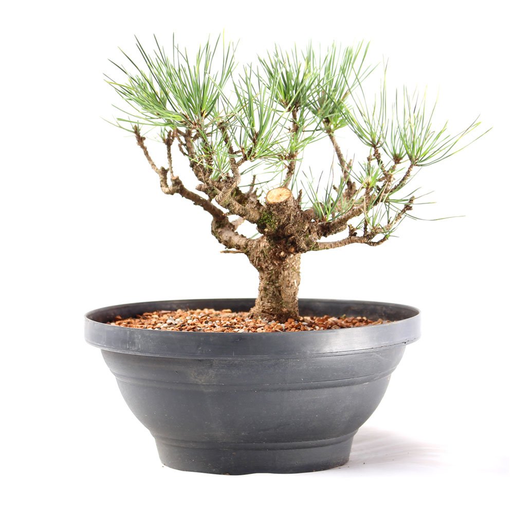 Pré Bonsai Pinheiro Negro 14 Anos - 3