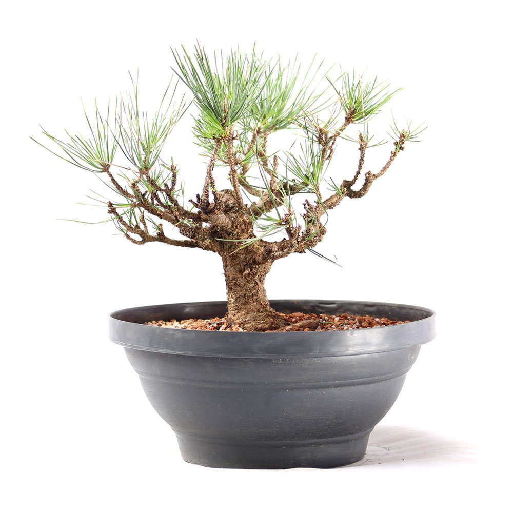 Pré Bonsai Pinheiro Negro 14 Anos - 2