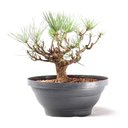 Ver imagem 2 de Pré Bonsai Pinheiro Negro 14 Anos
