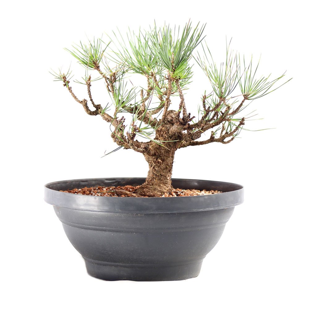 Pré Bonsai Pinheiro Negro 14 Anos - 4