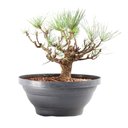 Ver imagem 4 de Pré Bonsai Pinheiro Negro 14 Anos