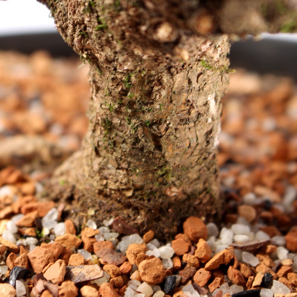 Pré Bonsai Pinheiro Negro 14 Anos - 6