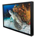 Ver imagem 3 de Quadro Decorativo Tartaruga  em Moldura Caixa TaColado Moldura Trad 1cm Madeira Escura com Vidro 40 