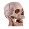 Crânio Didático Desmontável Anatomical Plus Ap015 SOkiie cranio - 3