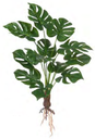 Ver imagem 1 de Planta Árvore Artificial Costela de Adão C/raiz X12 Verde 60cm