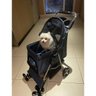 Carrinho Gato Cao Cachorro Pet Passeio Animal de Estimaçao Ar Livre Praia Shopping Restaurante Camin - 6