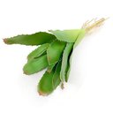Ver imagem 4 de Kit 6 Peças Bromélia Planta Artificial Verde 8 Folhas 21cm