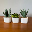 Ver imagem 1 de Kit 3 Suculentas Artificiais + Vasos Arranjos Vasinhos Branco Decore Fácil Shop