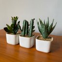 Ver imagem 2 de Kit 3 Suculentas Artificiais + Vasos Arranjos Vasinhos Branco Decore Fácil Shop