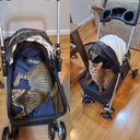 Ver imagem 3 de Carrinho Cachorro Cao Gato Pet Passeio Ar Livre Lazer Animal de Estimaçao Caminhada Transporte Dobra