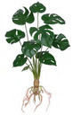 Ver imagem 1 de Planta Árvore Artificial Costela de Adão Toque C/raiz Verde 48cm