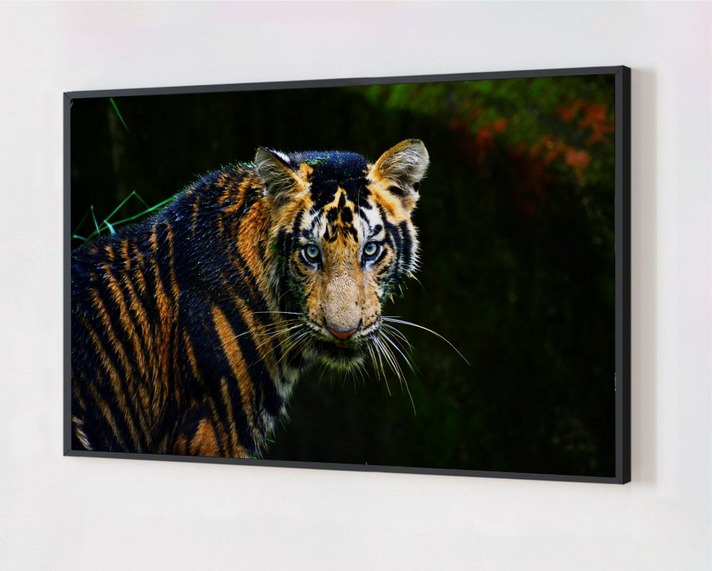 Quadro Decorativo Tigre Moldura Caixa Alta 70x100 - Preto