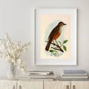 Ver imagem 2 de Quadro Decorativo Sabiá Laranjeira - 60x48cm:madeira Branca