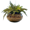 Ver imagem 1 de Arranjo Completo de Samambaia Centro de Mesa Grande Vaso de Vidro Decore Fácil Shop