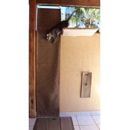 Tapete Escalador Arranhador para Gato Cinza Claro - 2