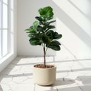 Ver mais imagens de 1 Árvore Ficus Lyrata Artificial Premium Toque de Realismo e Sofisticação para Decoração em Ambiente