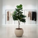 Ver imagem 7 de 1 Árvore Ficus Lyrata Artificial Premium Toque de Realismo e Sofisticação para Decoração em Ambiente