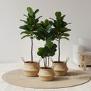 Ver imagem 6 de 1 Árvore Ficus Lyrata Artificial Premium Toque de Realismo e Sofisticação para Decoração em Ambiente