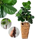 Ver imagem 3 de 1 Árvore Ficus Lyrata Artificial Premium Toque de Realismo e Sofisticação para Decoração em Ambiente