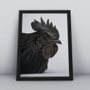 Ver imagem 1 de Quadros Decorativos Aves Decoração Sala Quarto Diversos:7