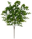 Ver imagem 1 de Planta Artificia Folhagem Eucalipto C/print X78 Verde 60cm