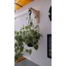 Mão Francesa Madeira c/ gancho p/ Plantas - 30 cm - 3