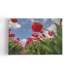 Quadro Plantação Tulipas Vermelhas Flores Canvas 60x40cm