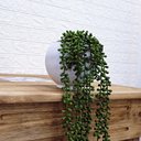 Ver imagem 4 de Arranjo de Pendente do Rosário Artificial em Vaso Branco Fosco